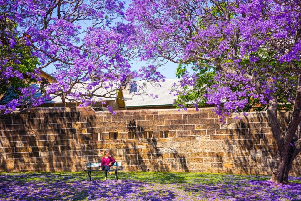 Jacaranda trees in Paddington Image Destination NSW