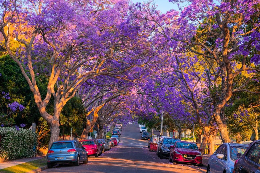 Jacarandas in Kirribilli Image Destination NSW