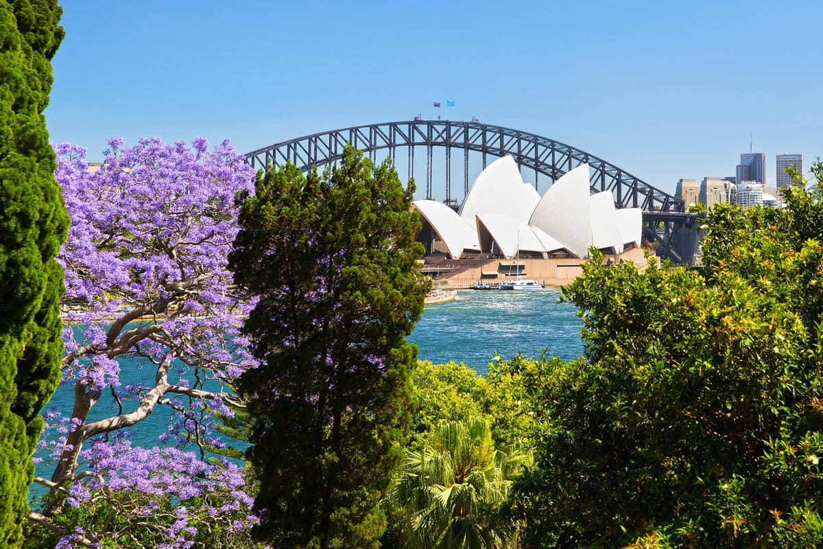 Jacarandas in the Sydney Royal Botanic Gardens Image Destination NSW