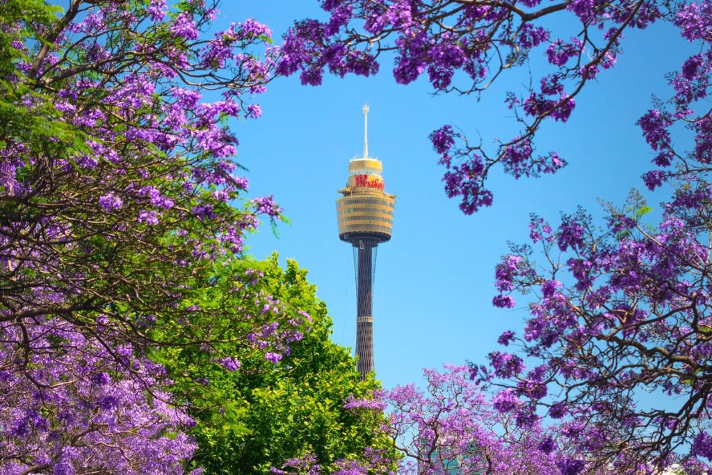 Sydney Tower encircled by jacaranda trees Image Destination NSW