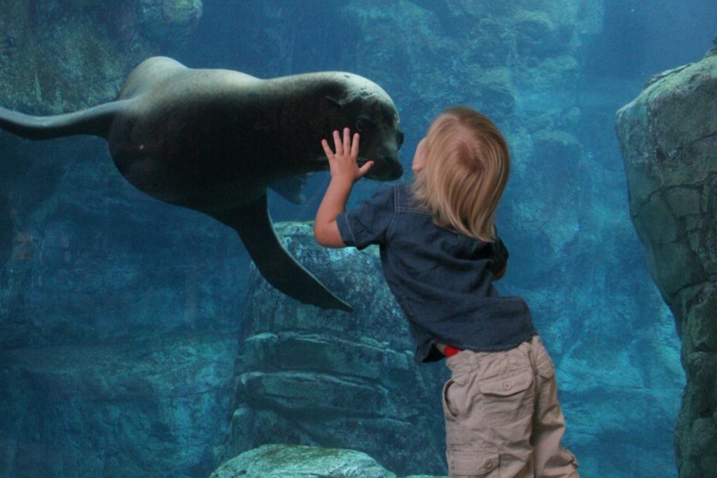 A boy kissing a sea lion at Aquarium of the Pacific