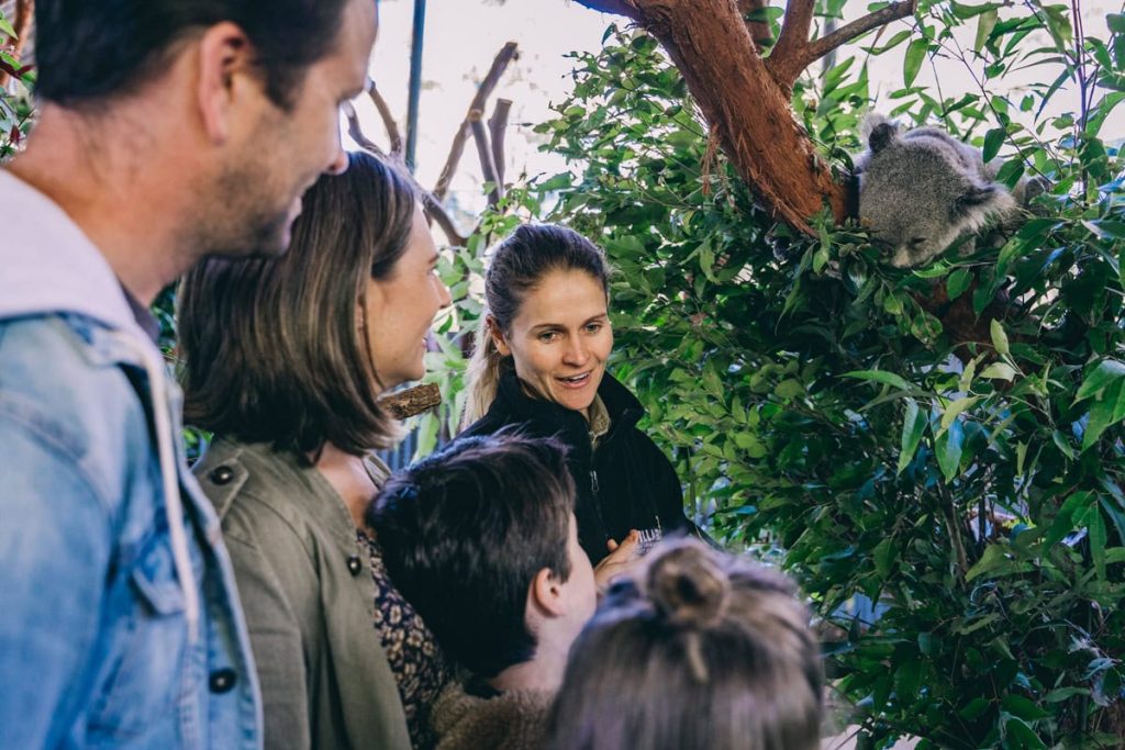 Billabong Zoo Koala and Wildlife Park Port Macquarie Destination NSW
