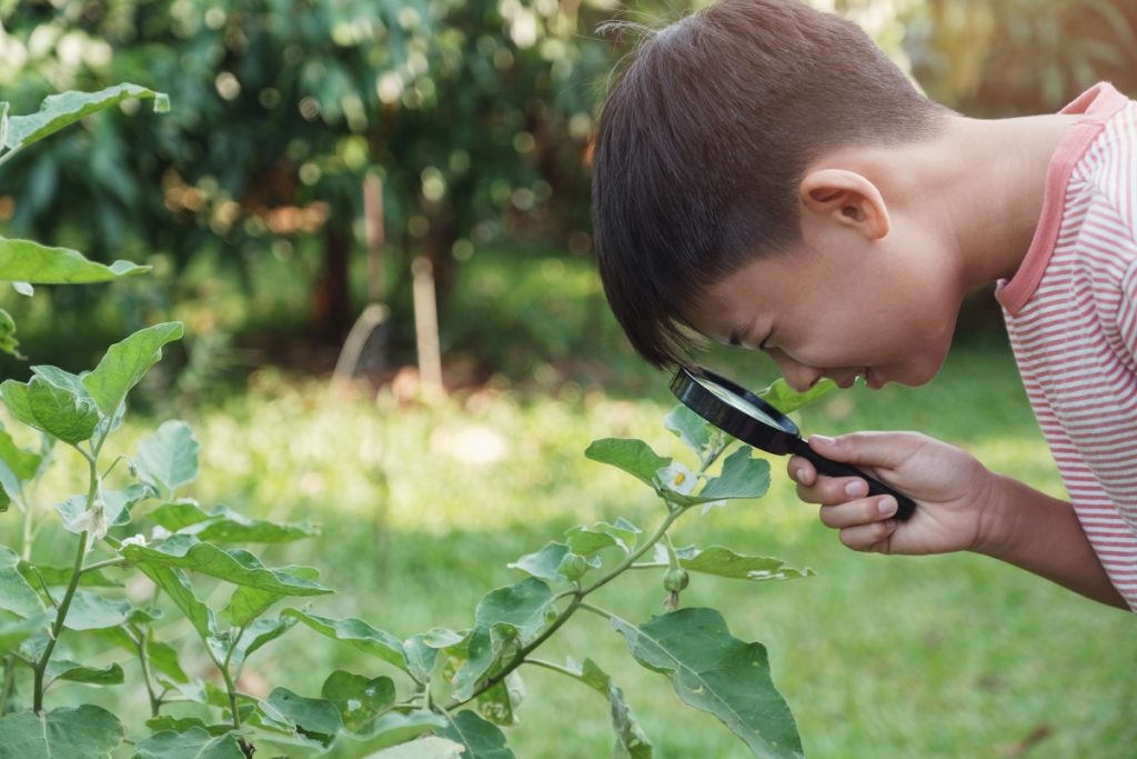 Boy looking at leaves through a magnifying glass during outdoor education