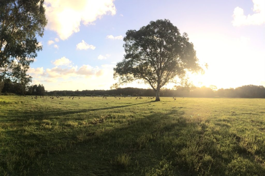 Kangaroos at sunset in Coombabah Lake Conservation Park