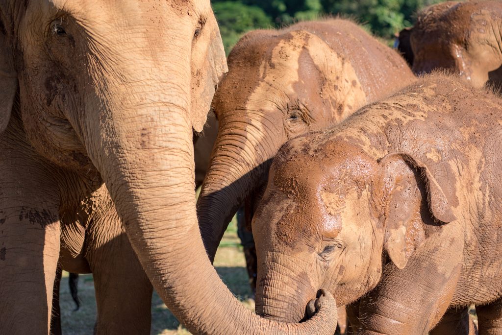 See elephants in Chiang Mai on a tour with Intrepid Travel