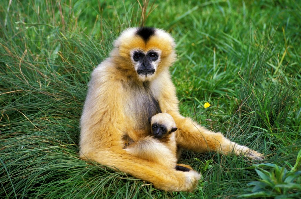White handed gibbon