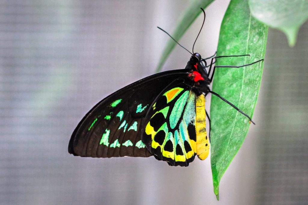 An adult male Cairns birdwing butterfly (Ornithoptera euphorion) resting on a leaf. Image Kevin Wells Photography Shutterstock