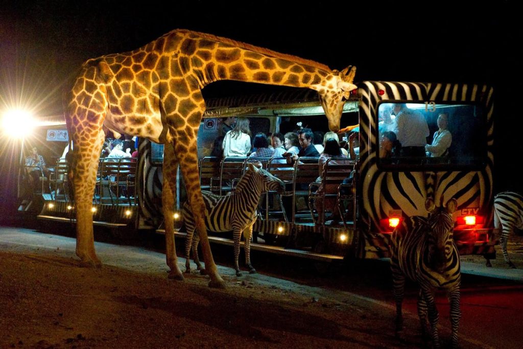 Family meets a curious giraffe at the Chiang Mai Night Safari
